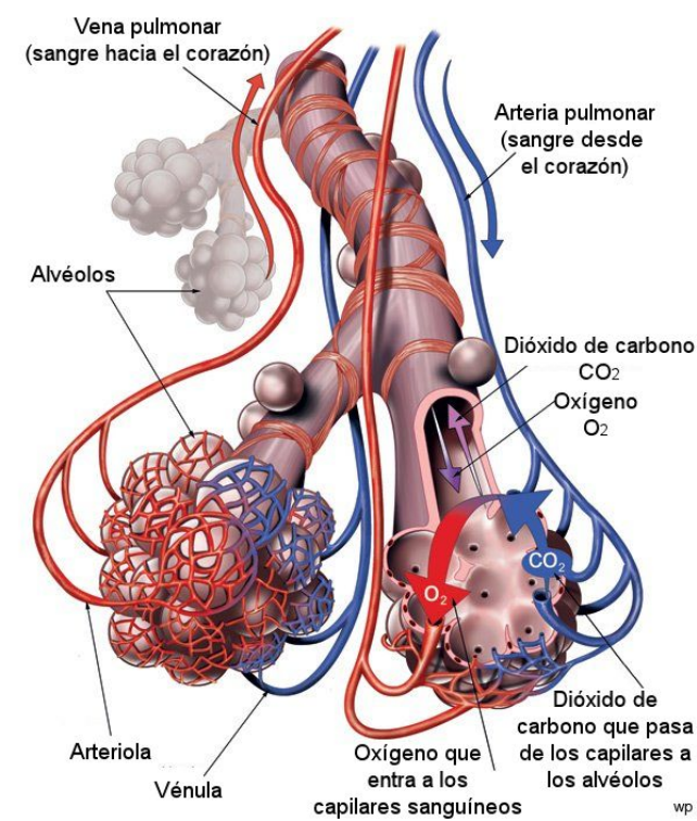 alveols pulmonars